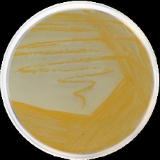 Агар для стафілококів Nº 110 Conda  500 г