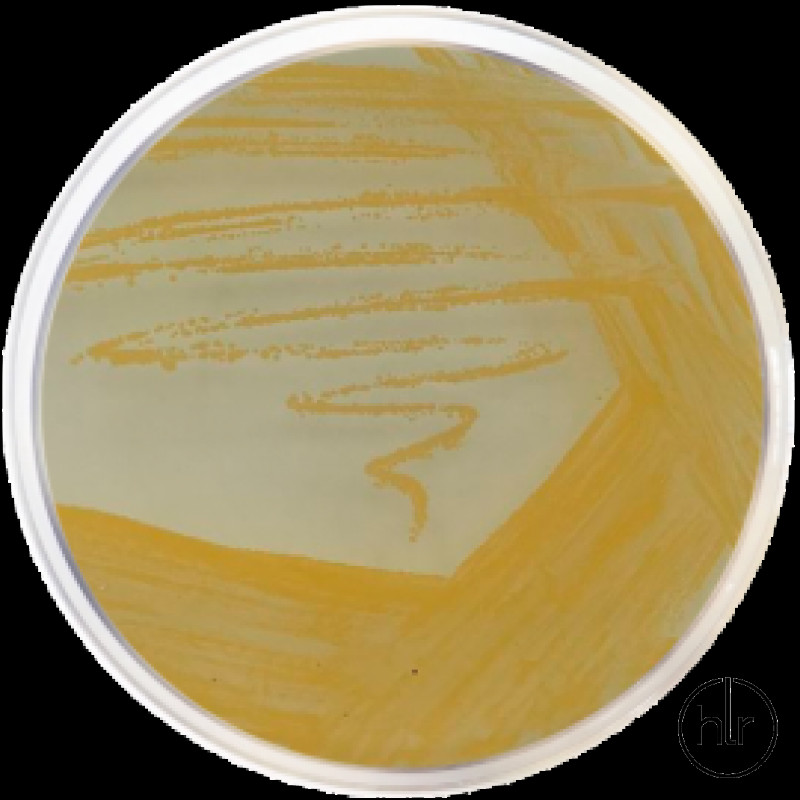 Агар для стафилококков Nº 110 Conda  500 г