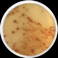 Основа агара хромогенная E. coli O157:H7 Conda 500 г