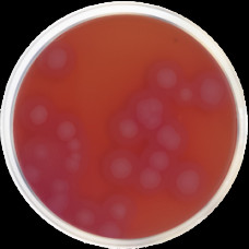 Основа агара селективная Bacillus Cereus (MYP) ISO 7932/11133/21871 Conda 500 г