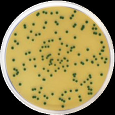 Агар хромогенный изоляционный для кронобактерий ISO 22964 Conda 500 г