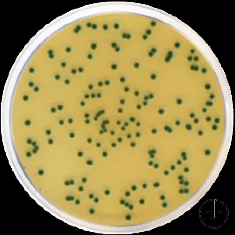 Агар хромогенный изоляционный для кронобактерий ISO 22964 Conda 500 г