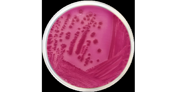 violet-red-bile-agar-with-