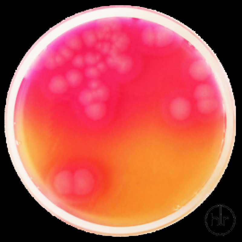 Агаровая селективная основа Bacillus Cereus MYP Conda 500 г