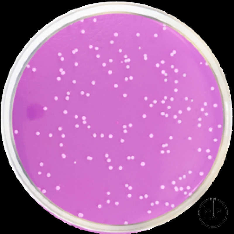 Агар бенгальський рожевий з хлорамфеніколом та дихлораном ISO 11133/21527 Conda 500 г