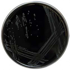 Агар CYE Legionella spp ISO 11133/11731 Conda 1 уп.