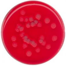 Агар селективний Bacillus Cereus (MYP) ISO 7932 Conda 500 г